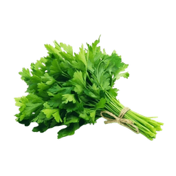 Cilantro